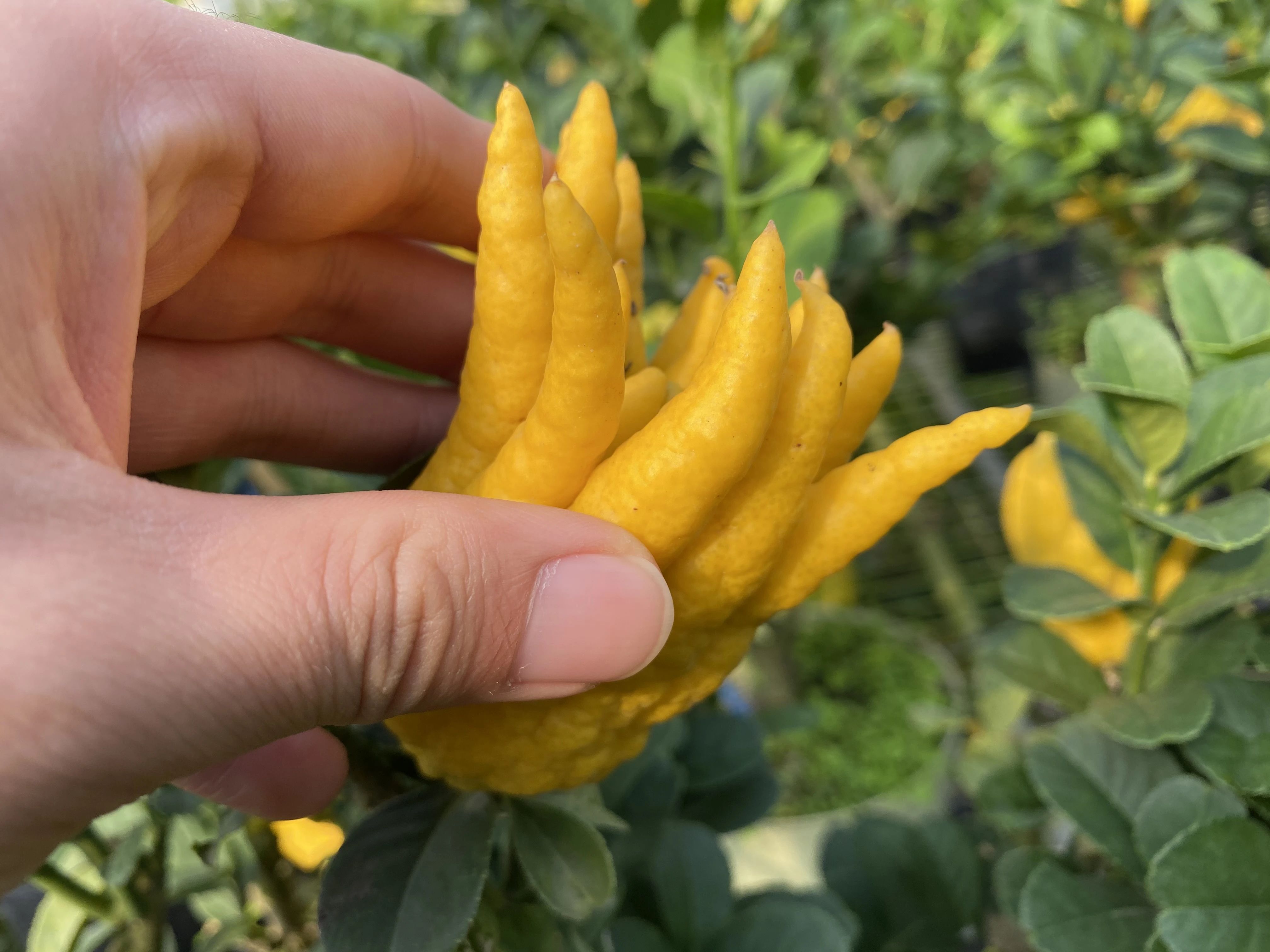 玩家实测“佛手在线有没有挂”!详细分享开挂技巧